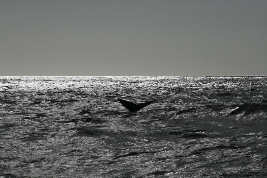 First sighting. The captain was very respectful of the whales - we didn't chase them.